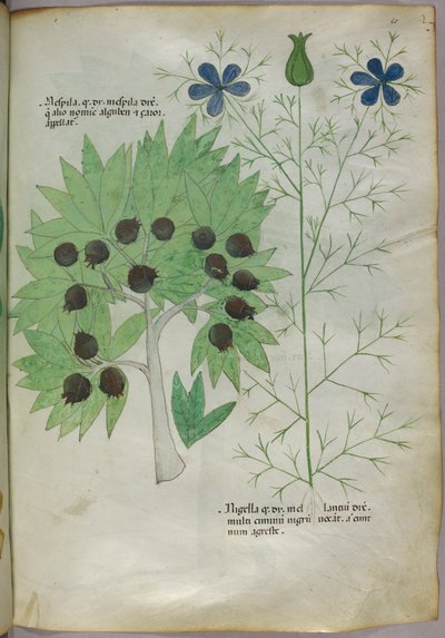 Botanische illustratie, ca. 1440 (inkt en kleur op perkament) door Italian School