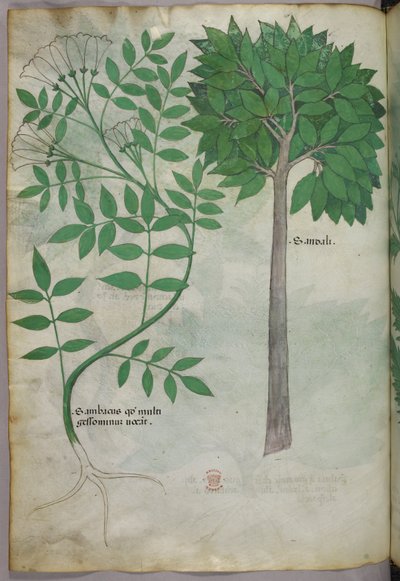 Botanische illustratie, ca. 1440 (inkt en kleur op perkament) door Italian School