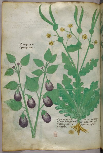 Botanische illustratie, ca. 1440 (inkt en kleur op perkament) door Italian School
