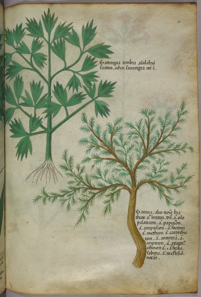 Botanische illustratie, ca. 1440 (inkt en kleur op perkament) door Italian School