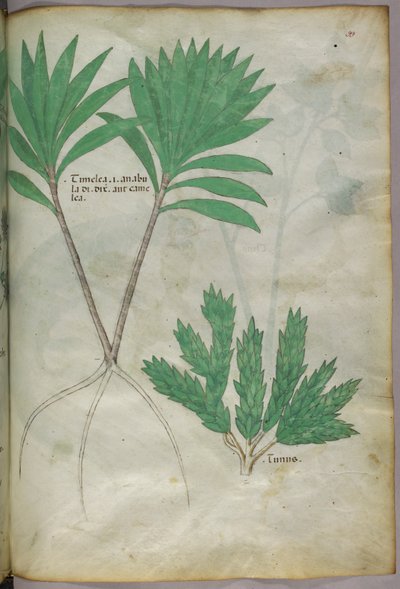Botanische illustratie, ca. 1440 (inkt en kleur op perkament) door Italian School