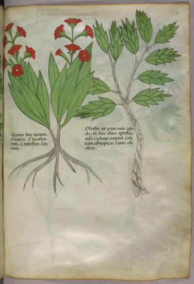 Botanische illustratie, ca. 1440 (inkt en kleur op perkament) door Italian School