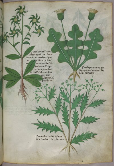 Botanische illustratie, ca. 1440 (inkt en kleur op perkament) door Italian School