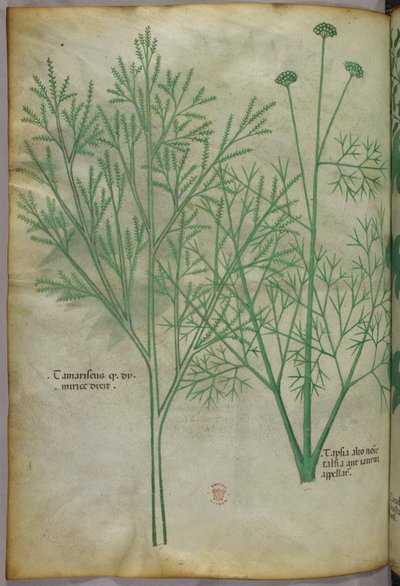 Botanische illustratie, ca. 1440 (inkt en kleur op perkament) door Italian School