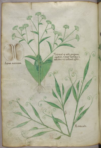 Botanische illustratie, ca. 1440 (inkt en kleur op perkament) door Italian School