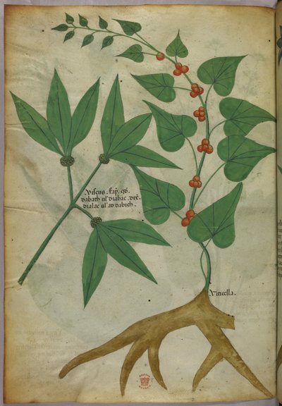Botanische illustratie, ca. 1440 (inkt en kleur op perkament) door Italian School