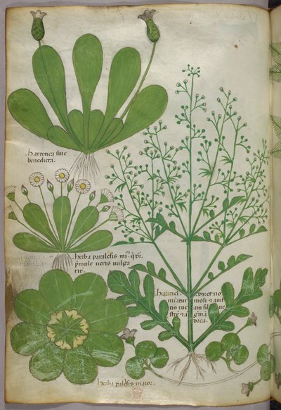 Botanische illustratie, ca. 1440 (inkt en kleur op perkament) door Italian School