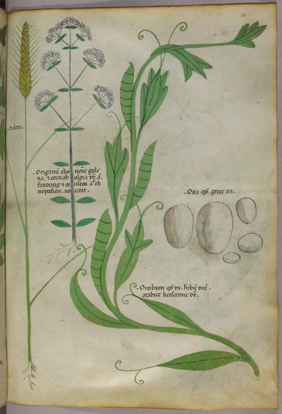 Botanische illustratie, ca. 1440 (inkt en kleur op perkament) door Italian School
