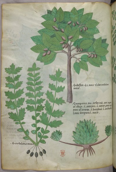 Botanische illustratie, ca. 1440 (inkt en kleur op perkament) door Italian School