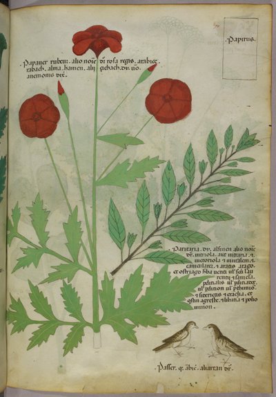 Botanische illustratie, ca. 1440 (inkt en kleur op perkament) door Italian School