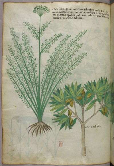 Botanische illustratie, ca. 1440 (inkt en kleur op perkament) door Italian School