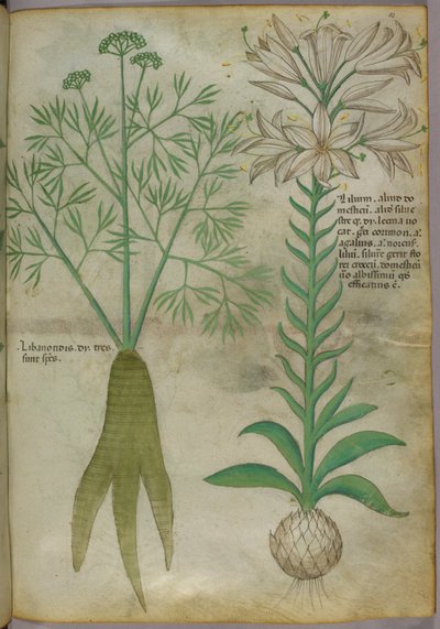 Botanische illustratie, ca. 1440 (inkt en kleur op perkament) door Italian School
