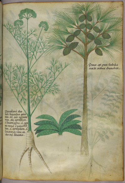 Botanische illustratie, ca. 1440 (inkt en kleur op perkament) door Italian School