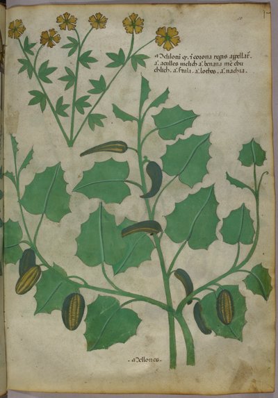 Botanische illustratie, ca. 1440 (inkt en kleur op perkament) door Italian School