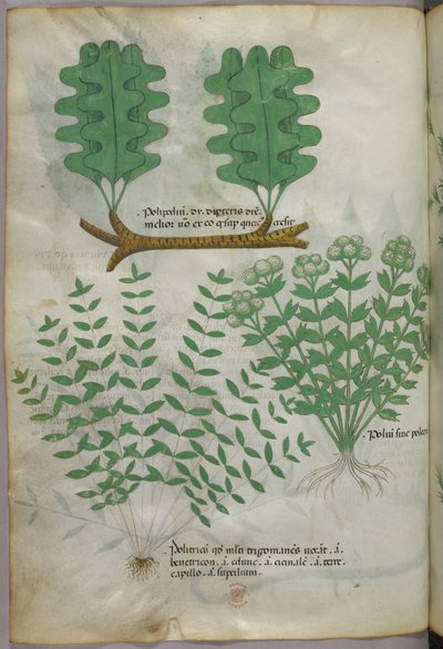 Botanische illustratie, ca. 1440 (inkt en kleur op perkament) door Italian School