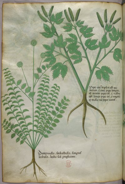 Botanische illustratie, ca. 1440 (inkt en kleur op perkament) door Italian School