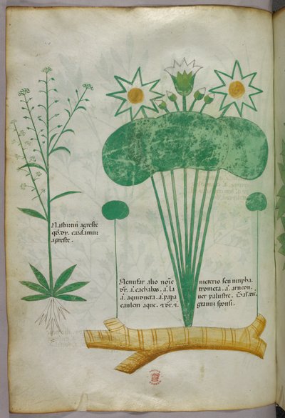 Botanische illustratie, ca. 1440 (inkt en kleur op perkament) door Italian School