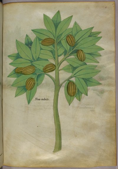 Botanische illustratie, ca. 1440 (inkt en kleur op perkament) door Italian School
