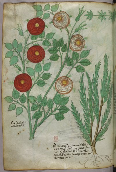 Botanische illustratie, ca. 1440 (inkt en kleur op perkament) door Italian School