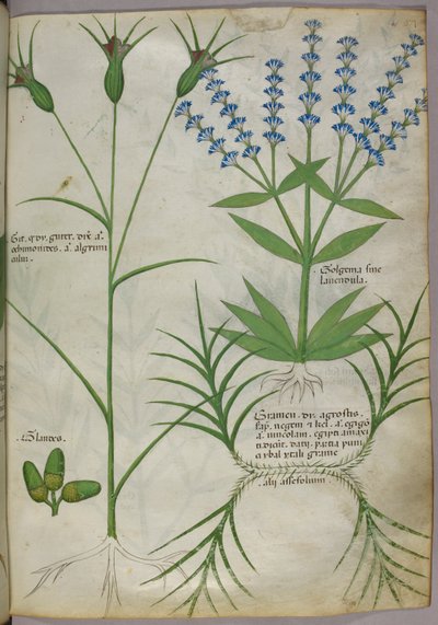 Botanische illustratie, ca.1440 (perkament), ca.1440 (inkt  kleur op perkament) door Italian School