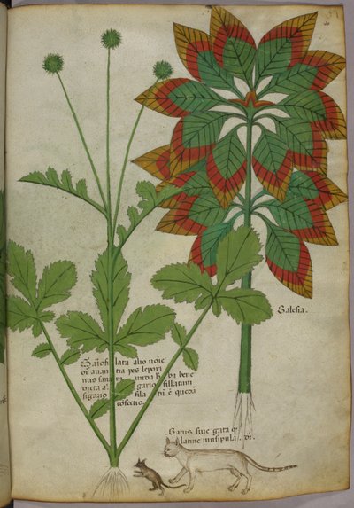Botanische illustratie, uit Herbal, Tractatus de Herbis, Sloane 4016 f.40r, ca.1440 (inkt  kleur op perkament) door Italian School