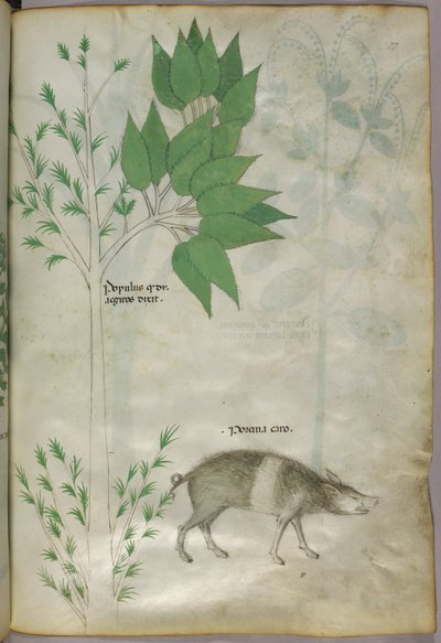 Botanische illustratie van een plant en een zwijn, met het opschrift 