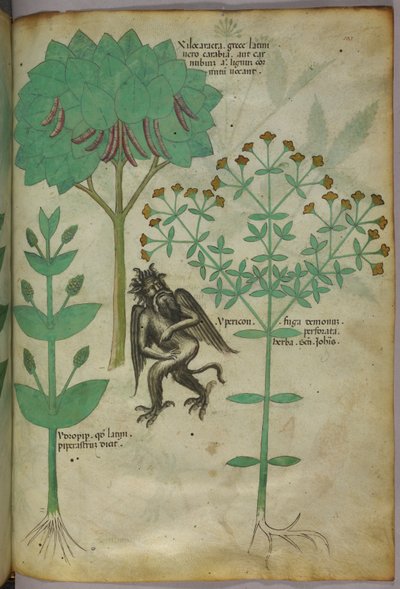 Botanische illustratie van een plant en een demon; het kruid Ypericon zou demonen afweren, ca. 1440 (inkt en kleur op perkament) door Italian School