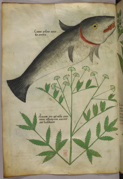 Botanische illustratie van een plant en een vis, ca. 1440 (inkt en kleur op perkament) door Italian School