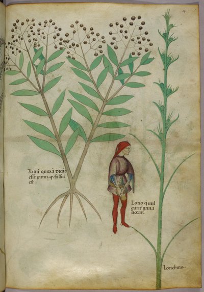 Botanische illustratie van een plant en een man die in een pot plast, ca. 1440 door Italian School