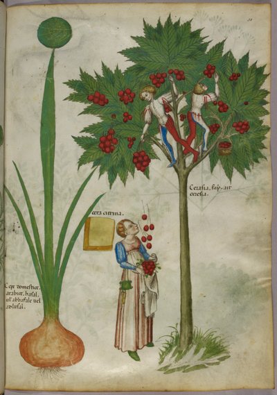 Botanische illustratie van een plant en jongens staand in de takken van een fruitboom die fruit plukken en naar beneden gooien naar een vrouw die eronder staat, ca. 1440 (inkt en kleur op perkament) door Italian School
