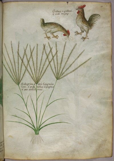 Botanische illustratie van een plant en twee hanen, ca. 1440 (inkt en kleur op perkament) door Italian School