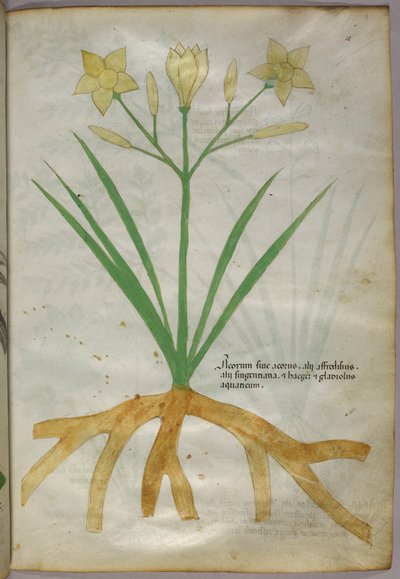 Botanische illustratie van een plant, ca. 1440 (inkt en kleur op perkament) door Italian School
