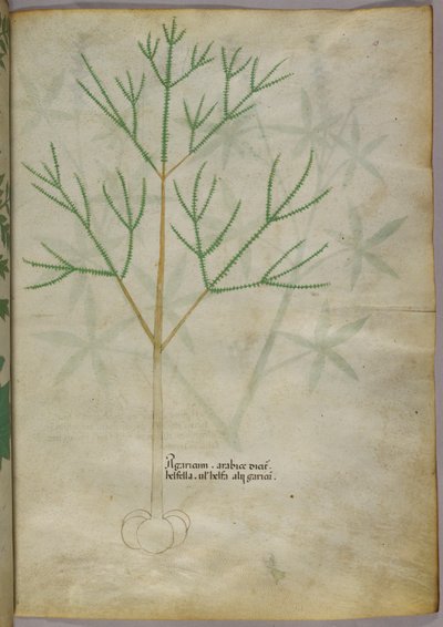 Botanische illustratie van een plant, ca. 1440 (inkt en kleur op perkament) door Italian School