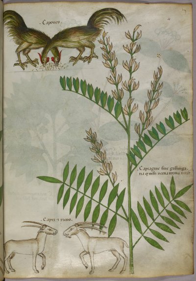 Botanische illustratie van een plant, twee geiten en twee vogels, ca. 1440 (inkt en kleur op perkament) door Italian School