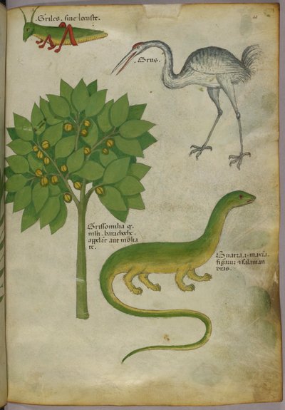 Botanische illustratie van een plant, met een krekel, een kraanvogel en een salamander, ca. 1440 (inkt en kleur op perkament) door Italian School