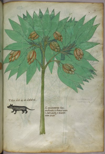 Botanische illustratie van een plant met een dier, ca. 1440 (inkt en kleur op perkament) door Italian School