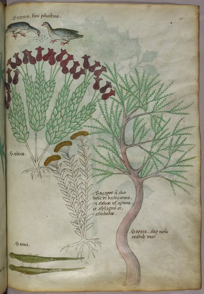 Botanische illustratie van een plant met vogels en insecten, ca. 1440 (inkt en kleur op perkament) door Italian School