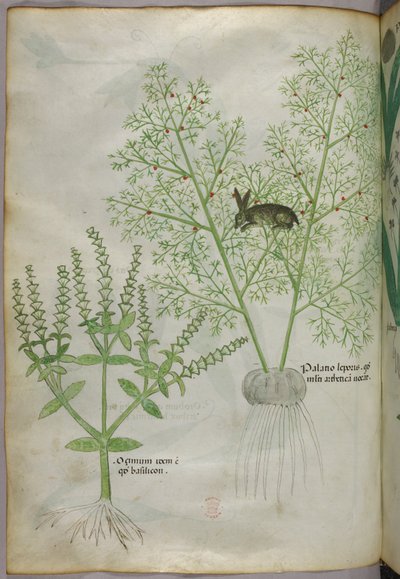 Botanische illustratie van een basilicumplant [ocimum], en een haas tussen asperges [palatio leporis], ca. 1440 (inkt en kleur op perkament) door Italian School