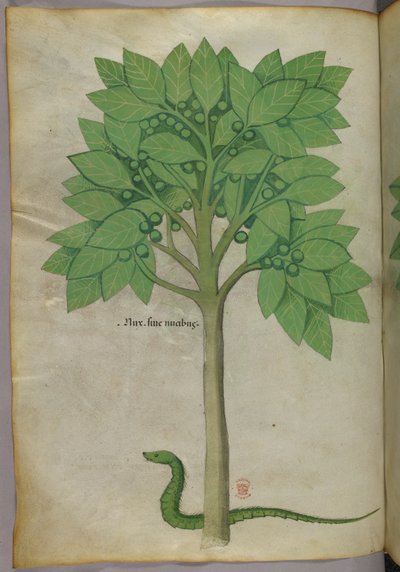 Botanische illustratie van een boom en een slang, ca. 1440 (inkt en kleur op perkament) door Italian School