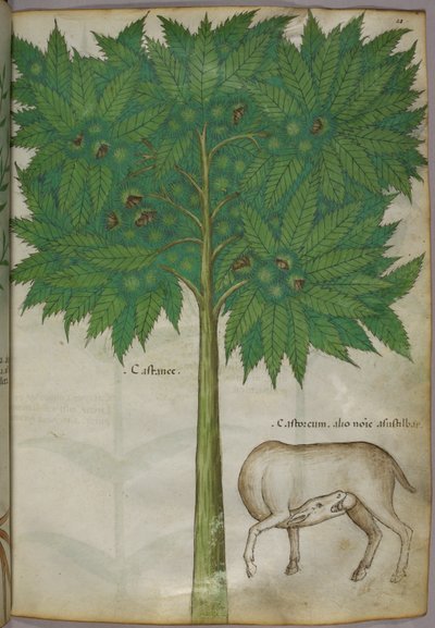 Botanische illustratie van een boom en een dier, ca. 1440 (inkt en kleur op perkament) door Italian School