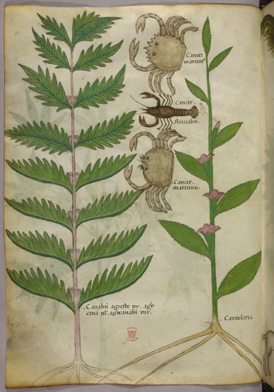 Botanische illustratie van krabben en een schorpioen, ca. 1440 (inkt en kleur op perkament) door Italian School