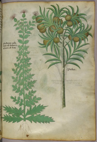 Botanische illustratie van meloenboom, ca. 1440 (inkt en kleur op perkament) door Italian School