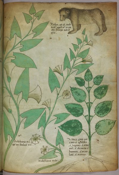Botanische illustratie van plant met beer, ca. 1440 (inkt en kleur op perkament) door Italian School
