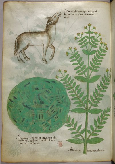 Botanische illustratie van plant met paard, ca. 1440 (inkt en kleur op perkament) door Italian School