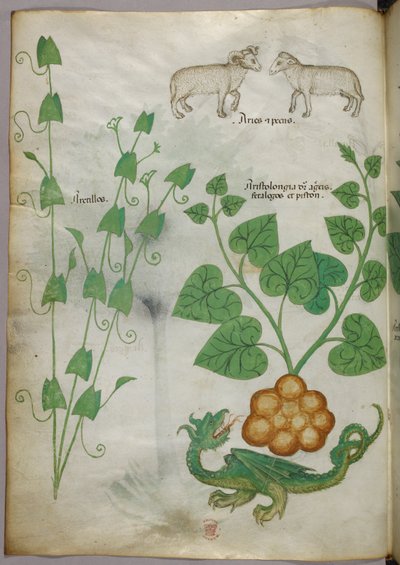 Botanische illustratie van planten, een draak en schapen, ca. 1440 (inkt en kleur op perkament) door Italian School