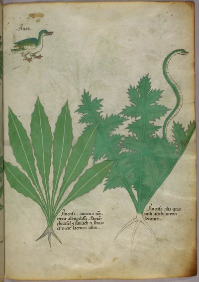 Botanische illustratie van planten, een slang en een eend, ca. 1440 (inkt en kleur op perkament) door Italian School