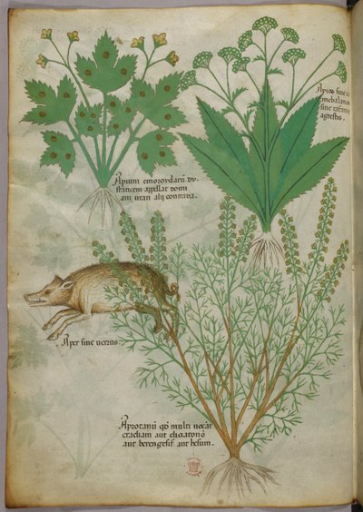 Botanische illustratie van planten en een zwijn, ca. 1440 (inkt en kleur op perkament) door Italian School