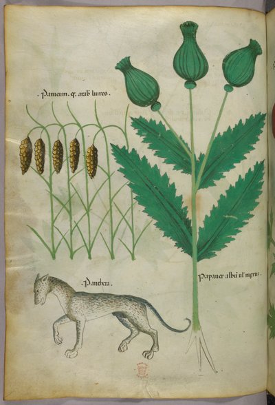 Botanische illustratie van planten en een panter, ca. 1440 (inkt en kleur op perkament) door Italian School