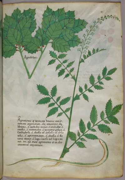 Botanische illustratie van planten en een slang, ca. 1440 (inkt en kleur op perkament) door Italian School