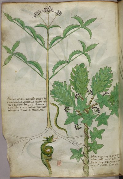 Botanische illustratie van planten en een slang, ca. 1440 (inkt en kleur op perkament) door Italian School